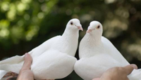 Doves